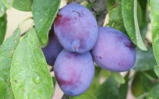 Ersinger Fruhzwetsche Plum