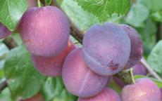 Excalibur Plum