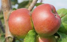 Reinette de Flandre Apple