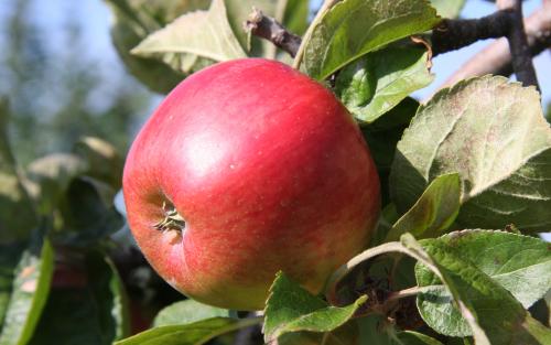 Apple - Fuji - tasting notes, identification, reviews