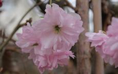 Fugenzo Flowering cherry