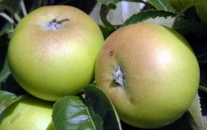 Galloway Pippin Apple