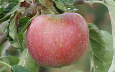 George Cave Apple