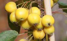 Golden Hornet Crab-apple