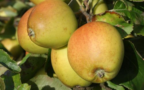 LapaMauve - What Tamon is it ? Win 50 Golden Apples by answering