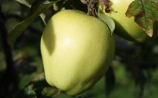 Golden Spire Apple