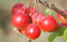 Gorgeous Crab-apple