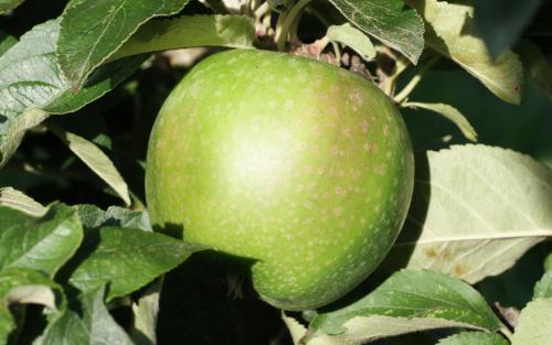 Granny Smith - Good Fruit Guide