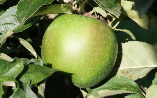 Apple - Granny Smith - tasting notes, identification, reviews