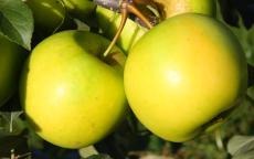 Greensleeves Apple