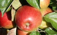 Haralson Apple