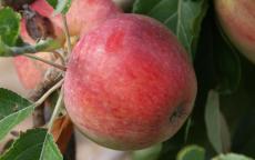 Harry Masters Jersey Apple