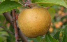Herefordshire Russet Apple