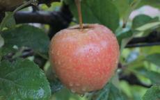 Airlie Red Flesh Apple