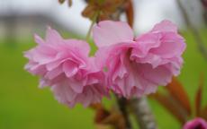 Hokusai Flowering cherry