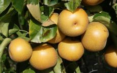 Hosui Pear