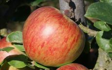 Howgate Wonder Apple