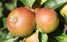 Hubbardston Nonesuch Apple