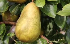 Gorham Pear