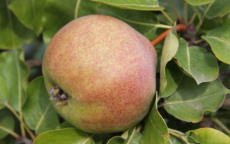 Catillac Pear