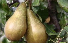 Conference Pear