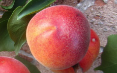 Tomcot Apricot