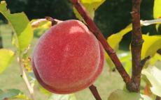 Amsden June Peach / Nectarine