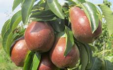 Sensation Pear