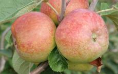 Irish Peach Apple