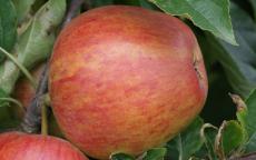 Jupiter Apple