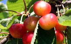 Kent Bigarreau Cherry