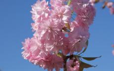 Kiku-shidare-zakura Flowering cherry