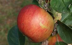 King's Acre Pippin Apple