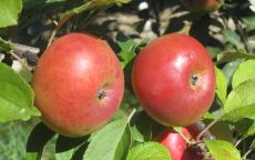 Api Apple