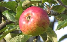 Belle-Fleur Large Mouche Apple
