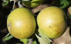 Lemon Pippin Apple