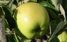 Lord Derby Apple