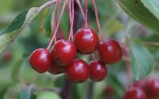 Siberian Crab Crab-apple