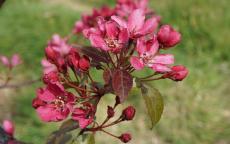 Barbara Crab-apple