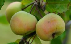 Brandywine Crab-apple