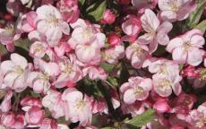 Coralburst Crab-apple