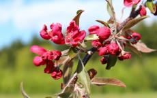 Crimson Cascade Crab-apple