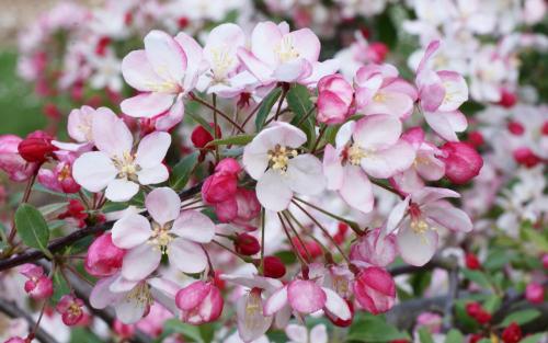 Malus floribunda