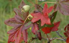 Guardsman Crab-apple