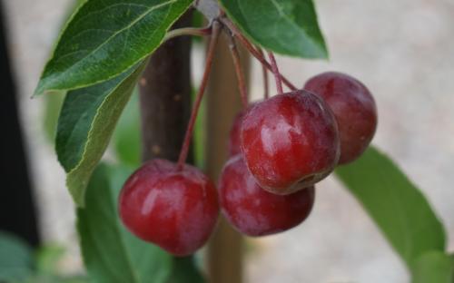 Malus hupehensis