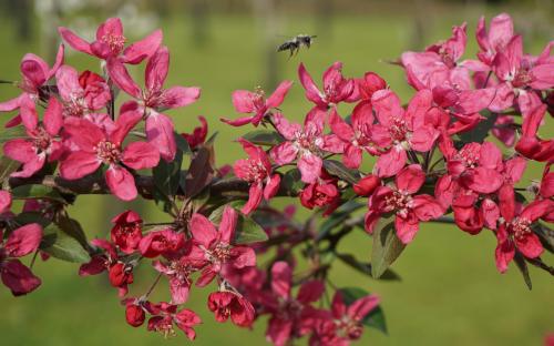 Purpurea Evelyn