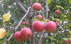 Malus sieversii Crab-apple