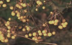 Cut-leaf crab Crab-apple