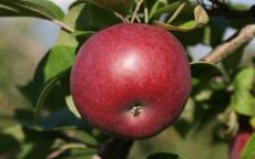 McIntosh Apple
