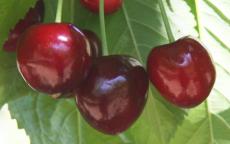 Merchant Cherry